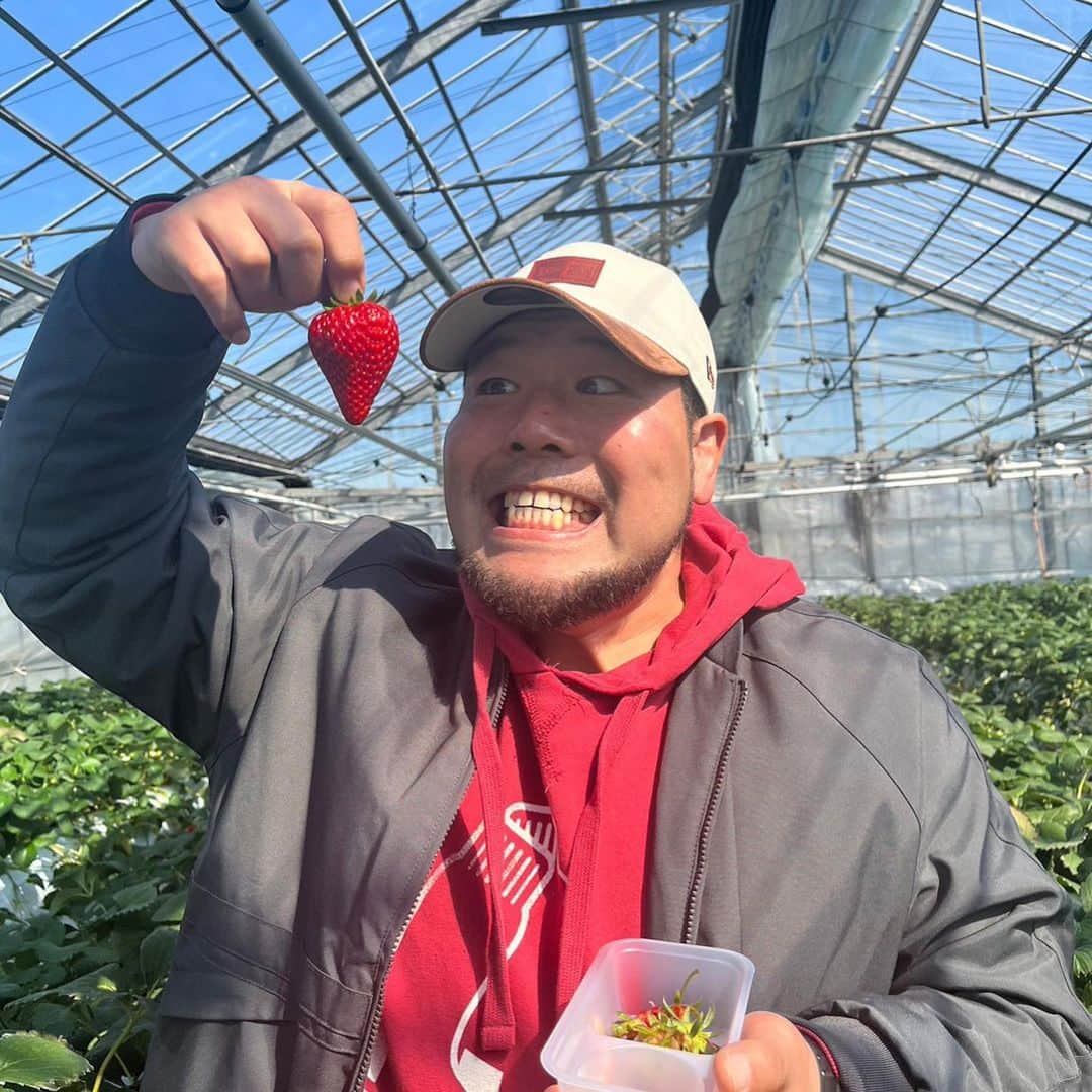 畠山健介のインスタグラム：「1年ぶりの、イチゴ狩り🍓 この世の全てのイチゴ🍓食べ尽くそうと思いましたが、やめときました（無理でした😵💦笑）  #いちご #イチゴ #苺 #strawberry #ストロベリー #イチゴ狩り #いちご狩り #食べ放題 #食い尽くす #無理でした #美味かったです #最高でした #愛知県 #田原市 #お陽様農園 #ラグビー #rugby」