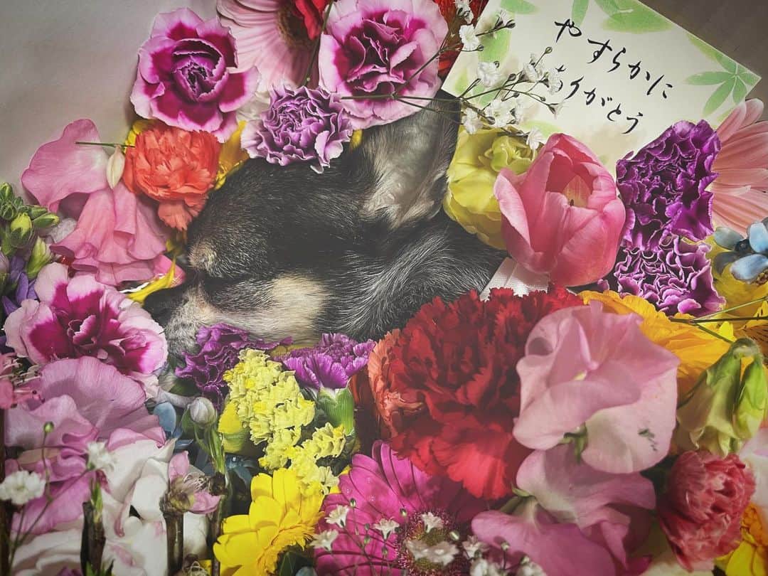 のインスタグラム：「タバサ君、無事にお見送り出来ました🌈 ブルーザーと同様たっっっくさんのお花に囲まれて華々しく最期を飾ってあげられました。 . 2ヶ月前に来たばかりのお寺。 その時はブルーザーのお見送りでタバサも一緒に居たのにね。 こんなにすぐまた同じ所へ来るとは思わなかったよね。 . 先週金曜日に天使になり、土日は家で母とゆっくり過ごしてもらい、私は今日の朝子供達を送ってから実家へ行ったのですが、金曜日とお顔が全然違ったの。 ビックリしちゃった。 凄く穏やかな表情になってた。 金曜日も普通にタバサの寝顔ではあったけど、今日は本当にいつものタバサの寝顔だった。 ターちゃん。 お家に帰って来れて嬉しかったんだ。安心したんだね。 タバサの顔見て私も安心したよ。 本当に良かった。 . ブルーザーの時と同じ方がお迎えに来てくださり、お寺へ。 変な話2ヶ月前に来てるから段取りとか全て覚えてて😅 むしろブルーザーの時より落ち着いて対応出来た🥲 でも火葬場に入ったら「あぁ、ここに入るとダメだわ」って全員泣き崩れながら手を合わせてお別れしました。 . 実体はないけど、これからも必ず近くで見守ってくれてるはず。 大丈夫。お空にはブルーザーも居るし、お友達も沢山居るよ。 みんなで遊びながら待っててね。 ターちゃん。また会あおうね。 約束だよ。 大好きだよ。 . コメントやDM、連絡を下さいました方々には感謝申し上げます。 母も私も大丈夫✨💪とは言えませんが、、彼らと過ごした16年、15年は決して忘れる事は無いし、これからも彼らが特別な宝物だって事に変わりはなく、その気持ちを持って今後の人生も前向きに生きて行きます。 . 2匹とも頑張ってくれた！ ママが居なかったらこんなに長生きしてないと思う。 彼らを心の底から愛して理解して育てたママのおかげでブルーザー、タバサと10年以上一緒に過ごせたよ。 ママありがとう。お疲れ様。 私はまだまだ子育てするけど、 ママはひと段落、、、かな？ ブルーザー、タバサ同様、ママもゆっくり過ごしてね。 . あぁ、私の大事な大事な愛してやまないブルーザー、タバサ。 悲しいよ。寂しいよ。会いたいよ。 だいすきだよ。。 . . . #虹の橋で待っててね」