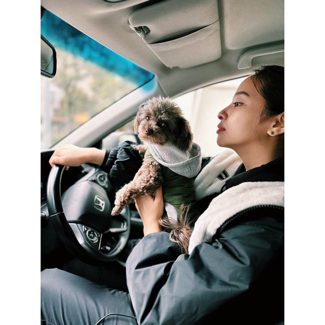 水崎綾女さんのインスタグラム写真 - (水崎綾女Instagram)「運転してる俺イケてるだろ？的なショット。  #drive #driver #driving #car #車 #運転 #dog #dogoftheday #dogsofinstagram  #dogstagram  #dogstagram_japan」2月27日 23時59分 - misakiayame