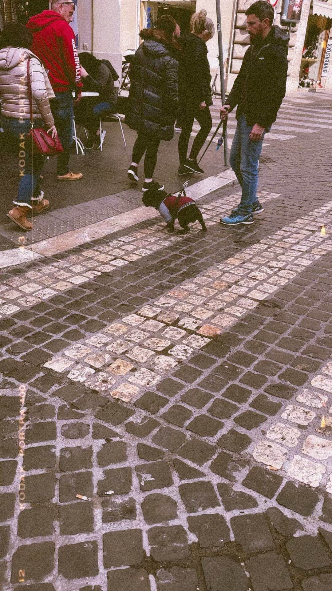 ゾージア・マメットのインスタグラム：「#tinydogsincoats」