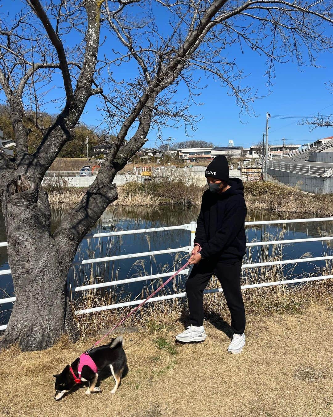 上田剛史のインスタグラム：「休日はユメと散歩🐕  #豆柴 #柴犬」