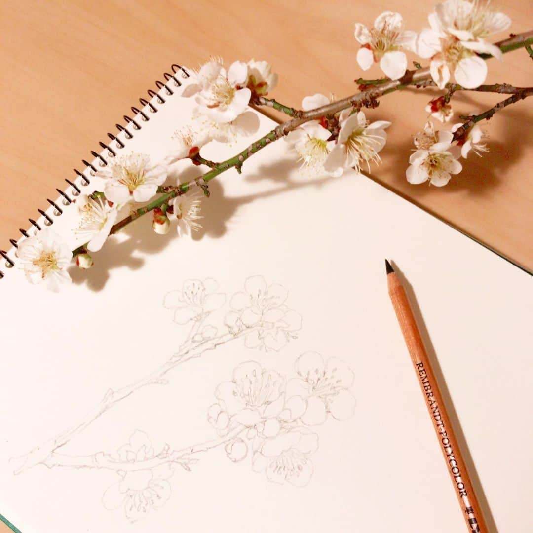 イラストレーター山崎牧子さんのインスタグラム写真 - (イラストレーター山崎牧子Instagram)「梅の花  友人にもらった梅の花 白無垢のような美しい白 ほのかな香りがします😌  #スケッチ#梅#白梅#春#スケッチブック#spring#sketch」2月27日 18時18分 - makiko.inatome