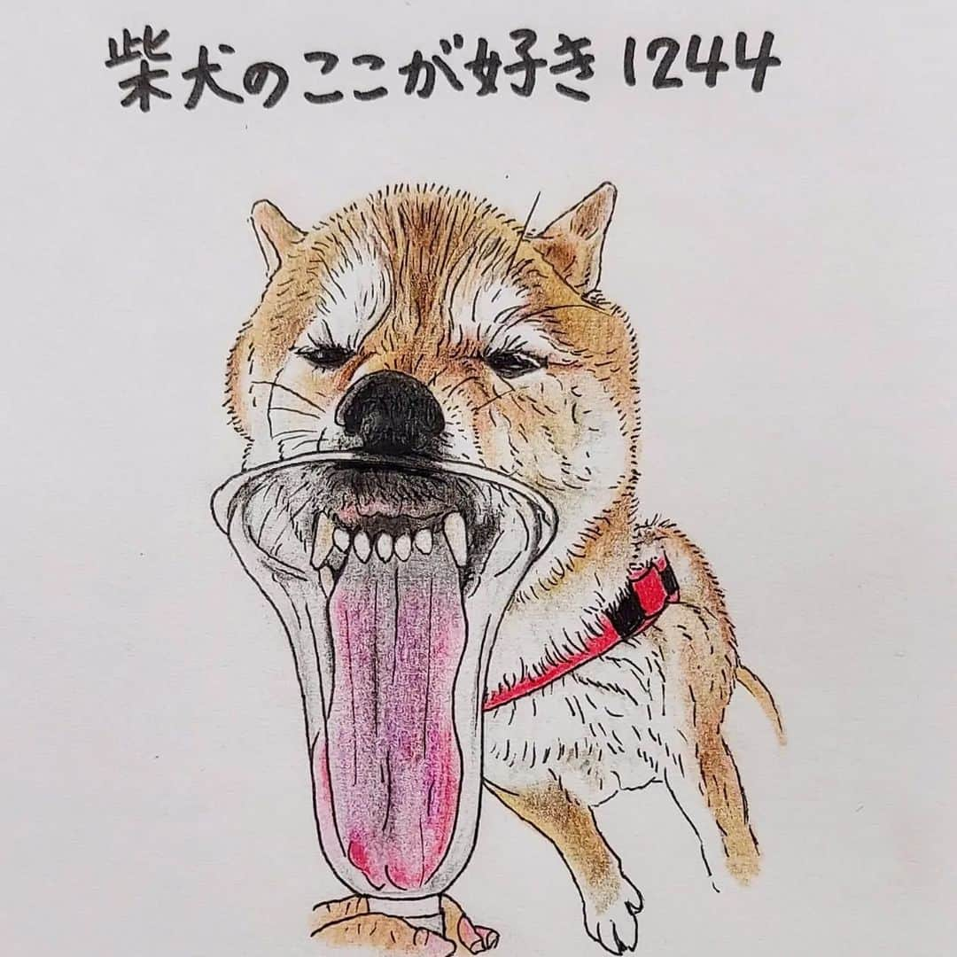 ハナとソラのインスタグラム：「#ここ柴部  『柴犬のここが好きシリーズ1244』 手に入れたいものがあるときは  人からどう見られるかなんてどうでもいいとこ。  見栄よりプライドより大切なものがあるんだ?！ ＊ モデルは @shiba_rekka さんとこのレッカくんです🐕️💓 ＊ #柴犬のここが好き#柴犬#柴犬イラスト#イラスト#しばすたぐらむ #いらすとぐらむ #shibainu #shibastagram #illustration #colorpencil #favoritepartsofshibainu #色鉛筆#色鉛筆画 #柴公園 #柴公園イラスト」