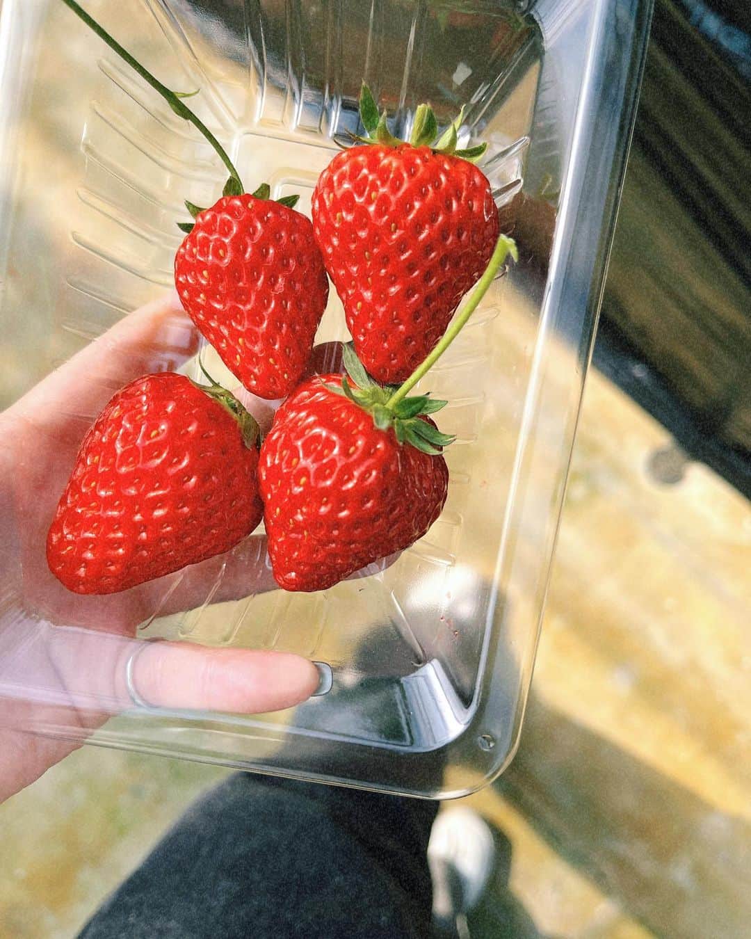 sarimaru(国木田さりまる)のインスタグラム：「🍓 ꕀ♡˒˒」