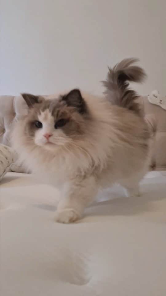 Princess Auroraのインスタグラム：「kitty gurls walk like this 🐾」