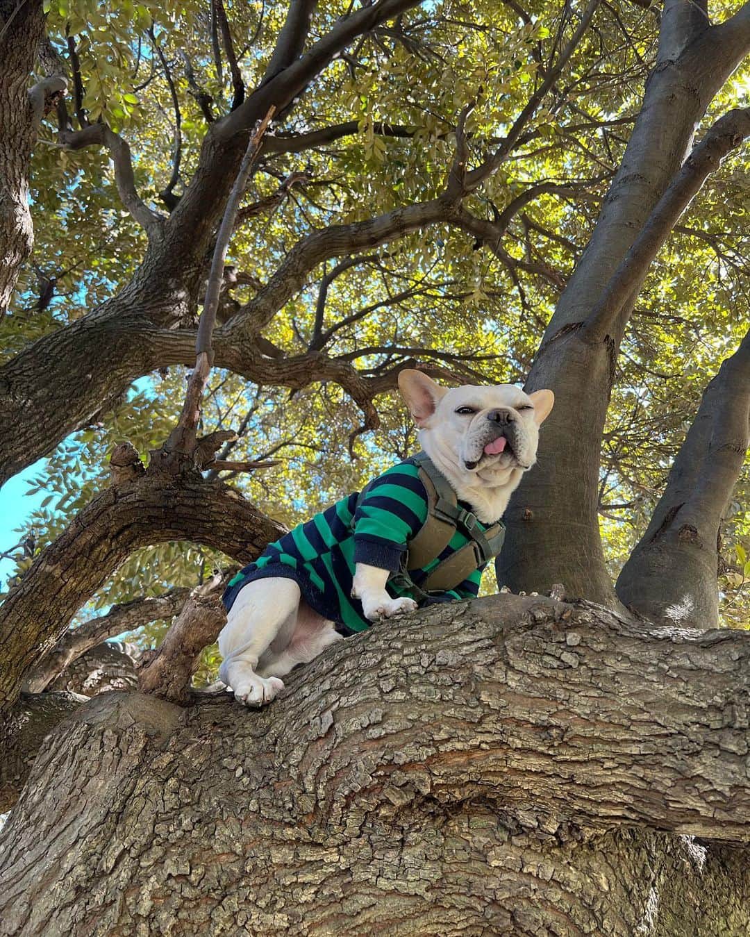 つの丸さんのインスタグラム写真 - (つの丸Instagram)「木登り！🌳 ロッコは怖いので低いところ。  #frenchbulldog #フレンチブルドッグ #ふがれす #ふがふがれすきゅークラブ #保護犬 #保護犬を家族に #保護犬を家族に迎えるという選択肢 #フレ吉124号」2月27日 20時49分 - ge_ha_mob
