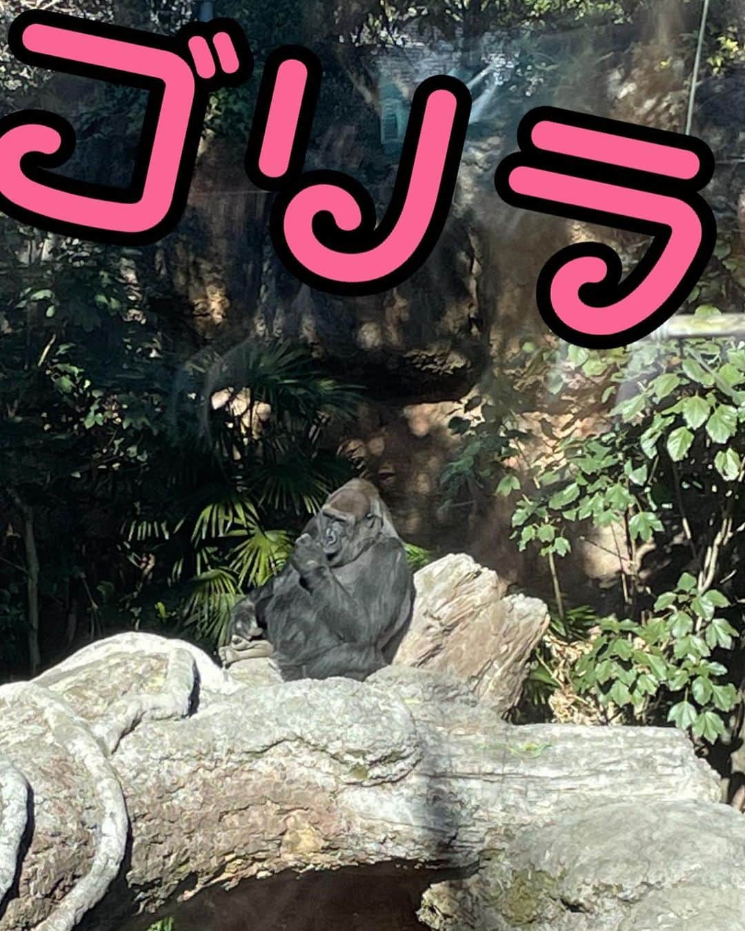 小泉エリさんのインスタグラム写真 - (小泉エリInstagram)「動物園でいろんな動物に会えました🧸 仲良しのカワウソとひなたぼっこをしていたゴリラ🦍 みんな性格も違うし、個性があっておもしろかったなぁ🤭 人間も一緒だね🎉 #上野動物園 #カワウソ #ゴリラ」2月27日 20時56分 - eri_koizumi_0328