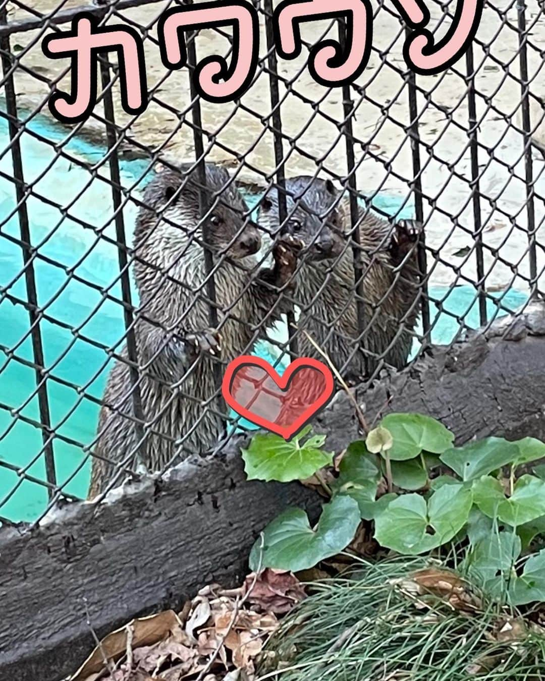 小泉エリのインスタグラム：「動物園でいろんな動物に会えました🧸 仲良しのカワウソとひなたぼっこをしていたゴリラ🦍 みんな性格も違うし、個性があっておもしろかったなぁ🤭 人間も一緒だね🎉 #上野動物園 #カワウソ #ゴリラ」