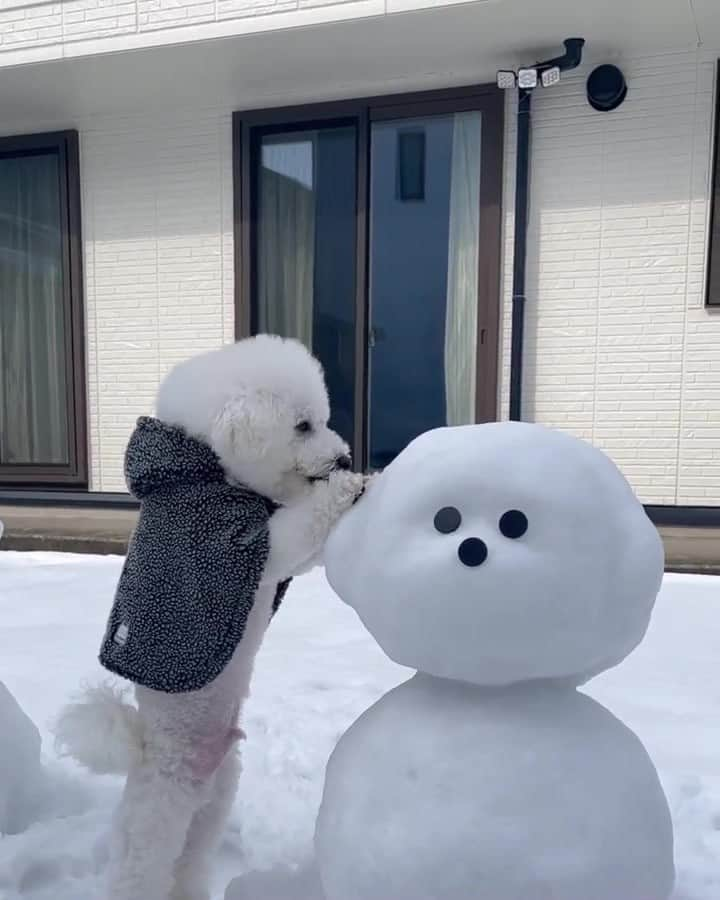 PECO いぬ部のインスタグラム