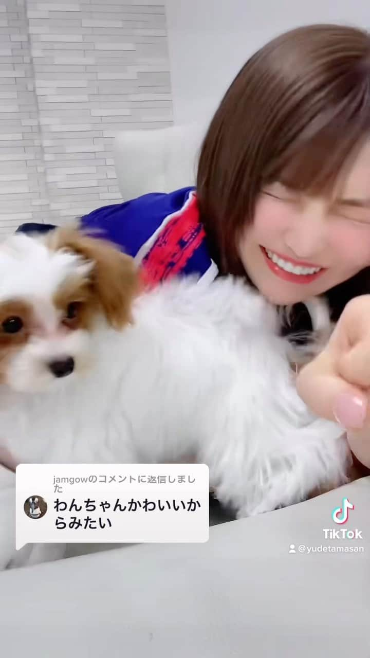 ゆでたまごのインスタグラム：「マルプーのもちおです🐶💗⚽  #🐶 #マルプー #マルプー子犬 #わんこ #犬」