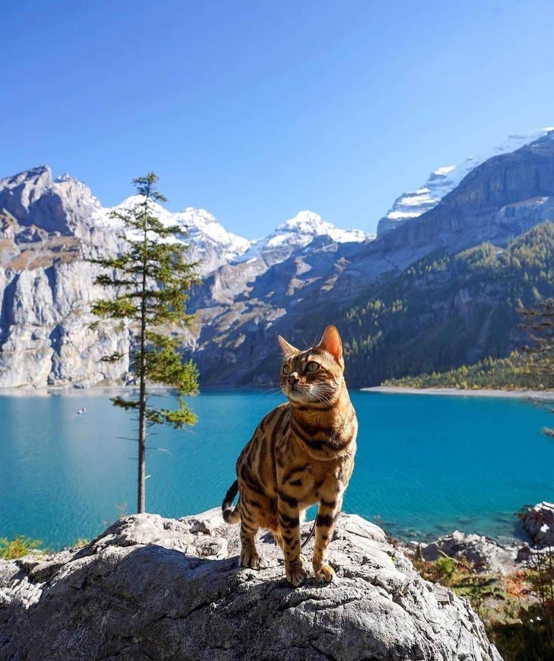 Bolt and Keelさんのインスタグラム写真 - (Bolt and KeelInstagram)「Meet Alex! 🏞🐾 He loves soaking in these beautiful views while traveling around Europe with his pawrents! 🌲  @adventrapets ➡️ @thebengalalex  —————————————————— Follow @adventrapets to meet cute, brave and inspiring adventure pets from all over the world! 🌲🐶🐱🌲  • TAG US IN YOUR POSTS to get your little adventurer featured! #adventrapets ——————————————————」2月28日 1時59分 - adventrapets