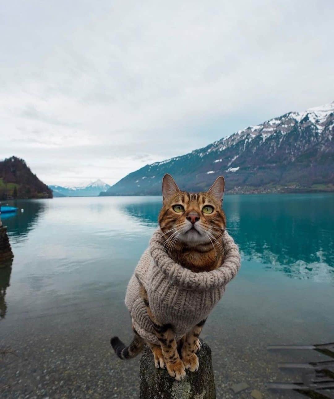 Bolt and Keelのインスタグラム：「Meet Alex! 🏞🐾 He loves soaking in these beautiful views while traveling around Europe with his pawrents! 🌲  @adventrapets ➡️ @thebengalalex  —————————————————— Follow @adventrapets to meet cute, brave and inspiring adventure pets from all over the world! 🌲🐶🐱🌲  • TAG US IN YOUR POSTS to get your little adventurer featured! #adventrapets ——————————————————」