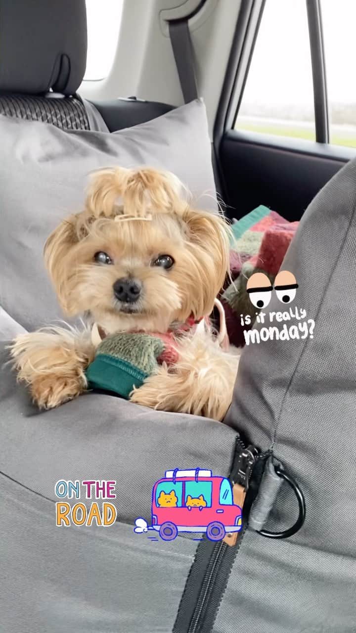 Kodie Bearのインスタグラム：「🐶💭Are we coming or going ? It’s too early in the morning 🥱🌁」