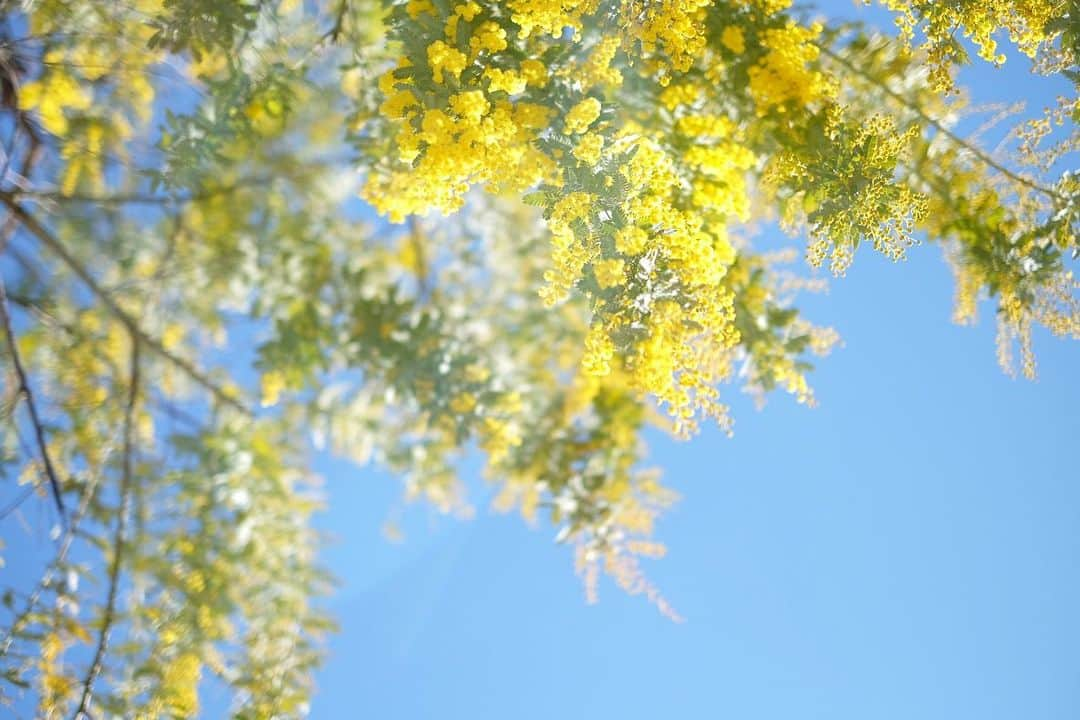 小林千鶴さんのインスタグラム写真 - (小林千鶴Instagram)「大好きな植物の一つ ✨ミモザ✨  近所の木々が見頃を迎え 心ときめかせてくれます。  毎日どんどん モコモコフワフワに。 まばゆい〜✨  ありがとう、ありがとう。  #ミモザ」2月28日 8時13分 - 5884_chizuru