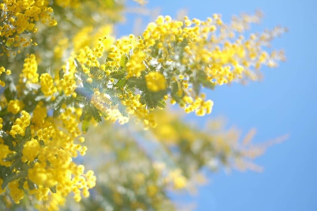 小林千鶴のインスタグラム：「大好きな植物の一つ ✨ミモザ✨  近所の木々が見頃を迎え 心ときめかせてくれます。  毎日どんどん モコモコフワフワに。 まばゆい〜✨  ありがとう、ありがとう。  #ミモザ」