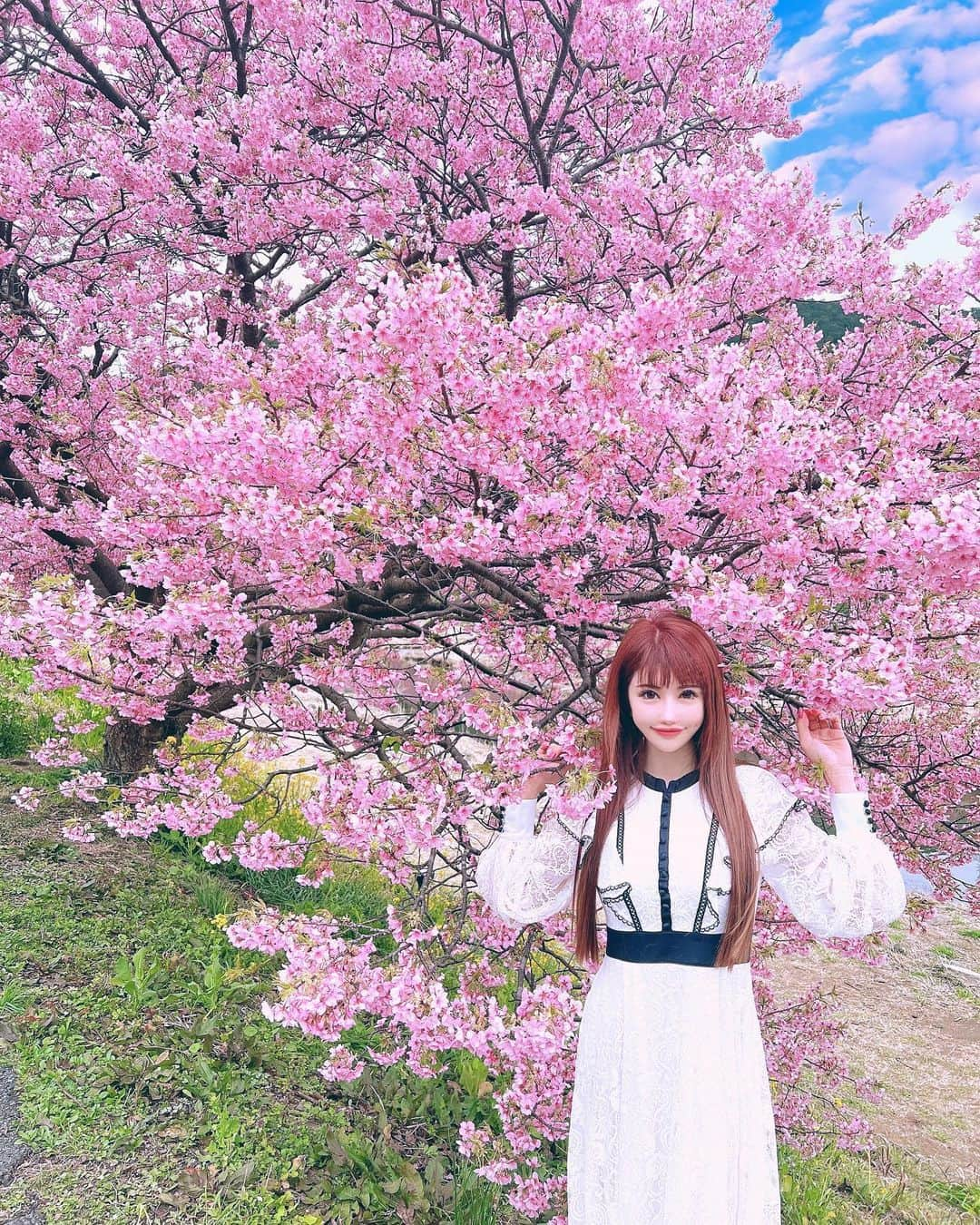 桜木ひなのインスタグラム：「♡桜♡ ラストショット🌸📸 個人的には❣️河津桜祭より南伊豆のみなみの桜と菜の花祭の方が桜が近くて人も少なくて好き☺️💕 ・ ・ ・  #河津#河津桜 #河津桜まつり #河津桜祭り #河津町 #南伊豆#みなみの桜と菜の花まつり #チワワ#ワンコ#ワンコのいる生活 #ワンコとお出かけ #桜#cherryblossom #春」