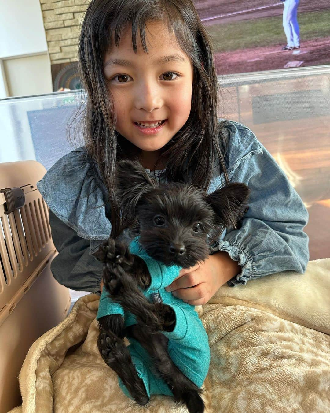 攝津正のインスタグラム：「. . 可愛いが渋滞してる写真が撮れました🐶👧🏻👶🏻🐶  eちゃん最初の頃は抱っこも怖かったのに今では慣れて。 zboyは最初から愛情が強すぎて。  騒がしい子供達でした。  . . #子供 #kids #犬 #ｅちゃん #かわｅちゃん #zboy #てぃー #まーく #ゴルフ #子犬 #こどものいる暮らし  #いぬのいる暮らし  #お友達 #ワンワン #よーぷー #癒し #我が子から逃げる２匹 #愛が強め #抱っこしたくてしょうがない」