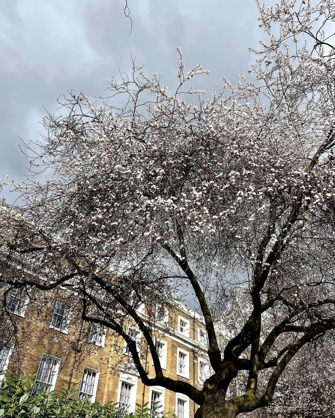 松原汐織さんのインスタグラム写真 - (松原汐織Instagram)「First cherry blossom season for my daughter🌸🌸🌸 I’m happy to see cherry blossoms with her in London. ・ ・ 産後直ぐでもお散歩OKと聞いていたイギリス🇬🇧 本当に良いか分からなかったので、許可をとってからお散歩へ🙆🏻‍♀️ 私は帝王切開だったので普通分娩の方とは違うのかもしれないですが、 ①ママは赤ちゃんより重い荷物は持たないこと②毎日５分ずつお散歩の時間を延ばすこと③人混みや騒がしい場所にはいかないこと！と言われて、母子共に健康ならお散歩は楽しんでね〜とのこと😊  産後36時間で退院(帝王切開なので通常より長い)後、 退院翌日と５日後、10日後にMidwifeやHealth visitorによる自宅訪問、St.Mary’s hospitalにも２週間検診で訪れるなど、直ぐに退院する分、一人一人に寄り添い、 母子共に経過良好か(自宅で血液検査なども行い、問題があれば即病院へ)、子育てで不安はないか、などのフォローを手厚く行ってくれます🌟  お散歩に出かけても「何て可愛いベイビーなの😍」と色々な人が話しかけてくれて会話が生まれるので、 「イギリスは子育てしやすいよ〜」と聞いていた意味を実感しています❤️  ー #newborn #baby #babygirl #newmom #lovemyfam  #cherryblossom #blooming  #bugaboo #bugaboouk #bugaboobee6  #london #thisislondon #londonlife #mum #mumofagirl  #出産 #海外出産 #女の子ママ #新生児  #海外子育て #イギリス子育て #ロンドン子育て  #桜 #お花見 #ベビーカー #バガブー  #ロンドン #ロンドン生活 #ロンドン在住  #shioriinlondon2023  ー」2月28日 18時24分 - shiori_ma_