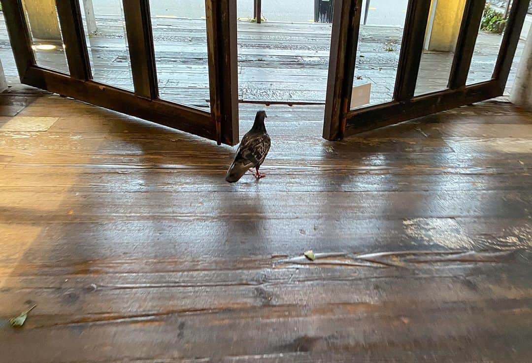 時任三郎のインスタグラム：「鳥が出入り自由なお店 閉まっていると誰かが開けてくれるのを待っている #オークランド」