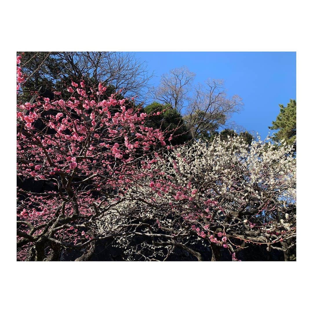 佐藤梨那さんのインスタグラム写真 - (佐藤梨那Instagram)「💐  今日はポカポカ陽気でしたね  暖かいのにいつも通り ダウンコートを 羽織ってしまい ポカポカよりも むしろ暑かった...  明日から3月。 春本番ももうすぐかな💐  写真は先日見に行った梅の花♪」2月28日 19時00分 - sato_lina