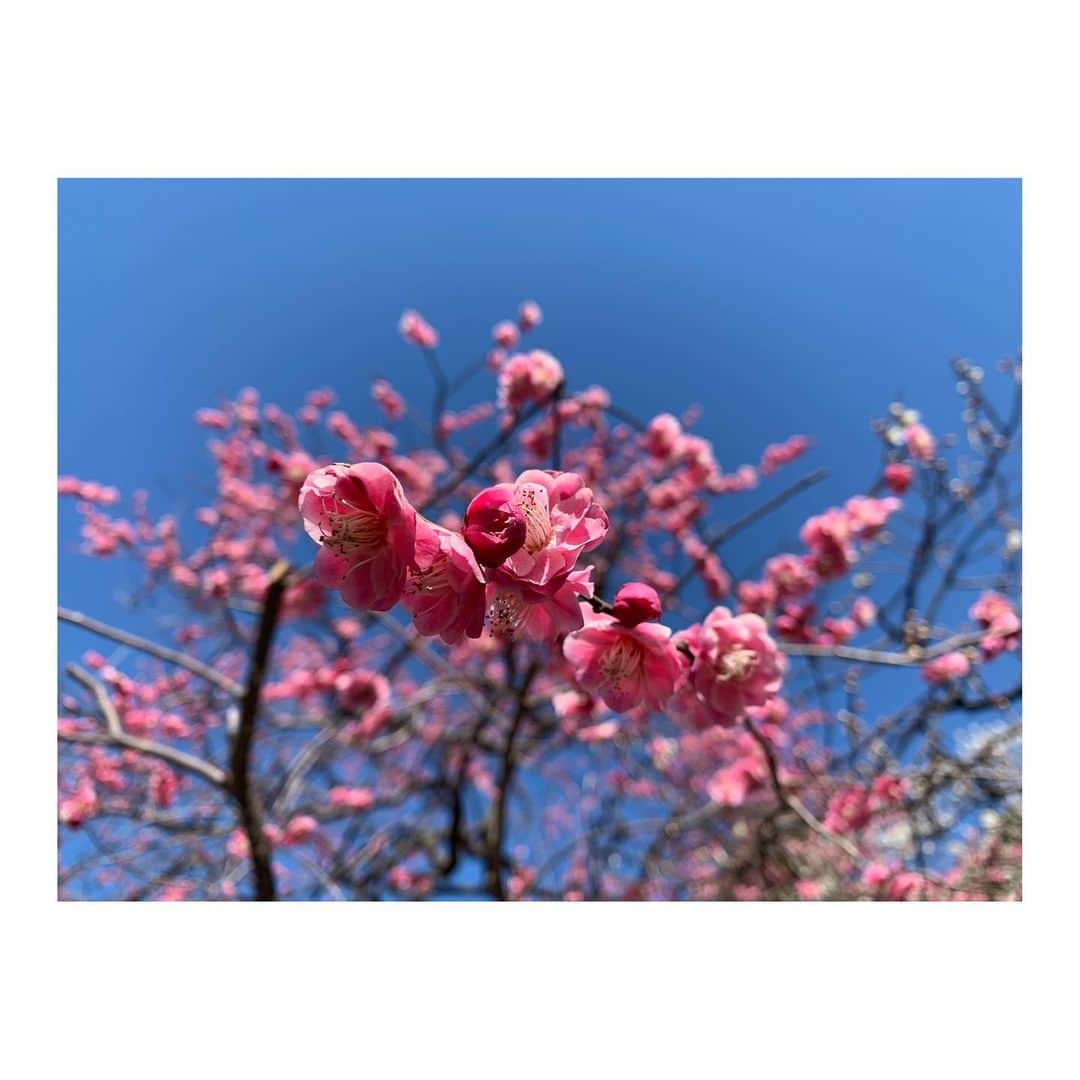 佐藤梨那のインスタグラム：「💐  今日はポカポカ陽気でしたね  暖かいのにいつも通り ダウンコートを 羽織ってしまい ポカポカよりも むしろ暑かった...  明日から3月。 春本番ももうすぐかな💐  写真は先日見に行った梅の花♪」