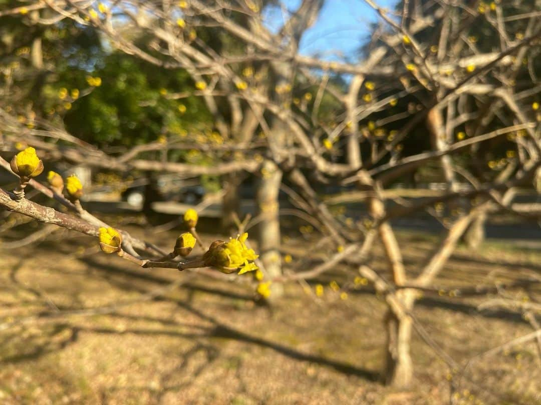 いとうかなこさんのインスタグラム写真 - (いとうかなこInstagram)「春が来てるよー🌱」2月28日 19時14分 - kanakoito0328