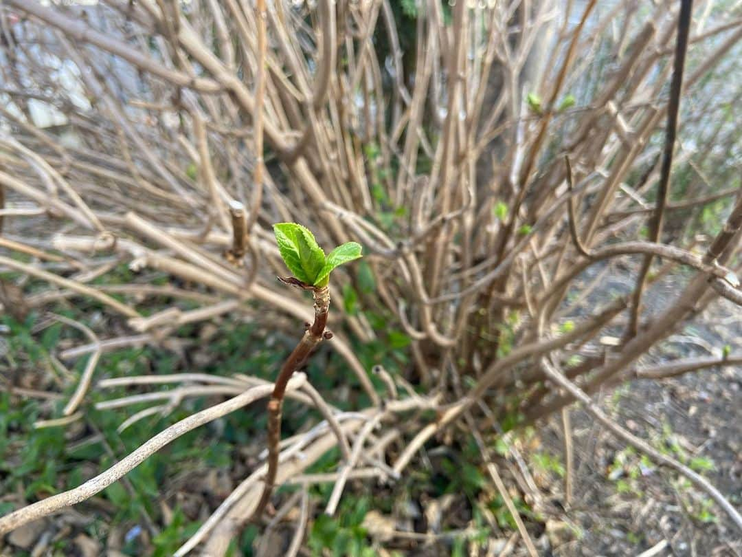 いとうかなこのインスタグラム：「春が来てるよー🌱」