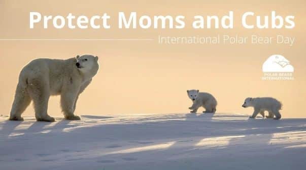 Polar Bearsのインスタグラム：「It's 🐻‍❄️International Polar Bear Day!🐻‍❄️ What are you doing to celebrate?」