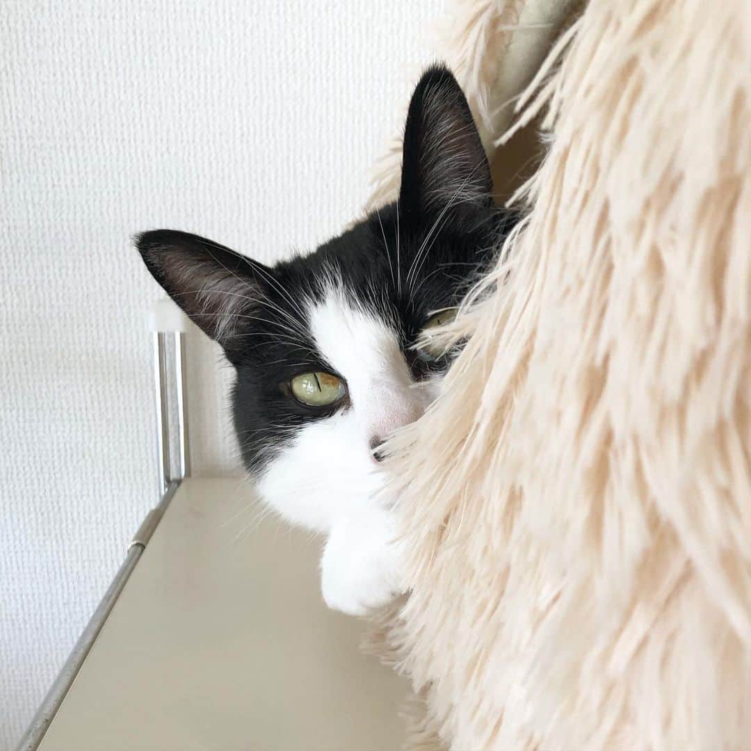 ぽんずのインスタグラム：「ちら。 まだ肌寒い時はこのベッド。  #ねこ#猫#猫好き#親バカ#はちわれ#ハチワレ#はちわれ猫#ハチワレ猫#白黒猫部#にゃんすたぐらむ#猫大好き#うちの猫自慢#白黒猫 #我が家のぽんずくん #ちゅーちゅー妖怪」