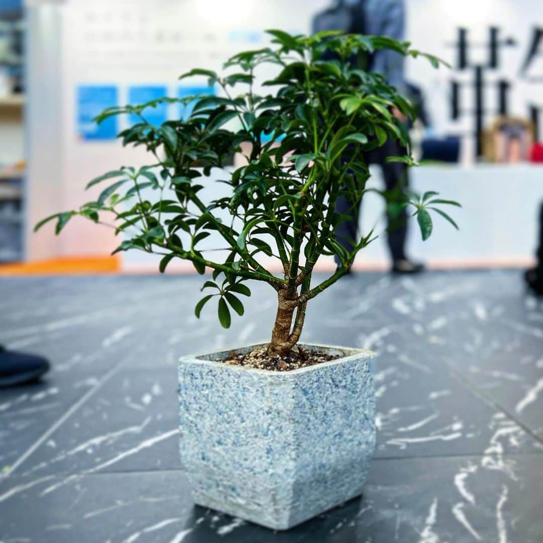 ヌーカのインスタグラム：「NOOKA POTHRA gets a new life in cement using formulae my students experimented with at the samcara lab at Keio University Graduate School of Media Design. This version utilizes upcycled denim. 慶應義塾大学大学院メディアデザイン研究科のSAMCARA PROJECTで、私の学生たちが実験した数式を用いて、NOOKA POTHRAはセメントで新たな命を吹き込まれました。このバージョンでは、アップサイクル・デニムを使用しています。#circular #circulareconomy #circulardesign #materialscience #cement #sdgs #research #newmaterials #keiouniversity」