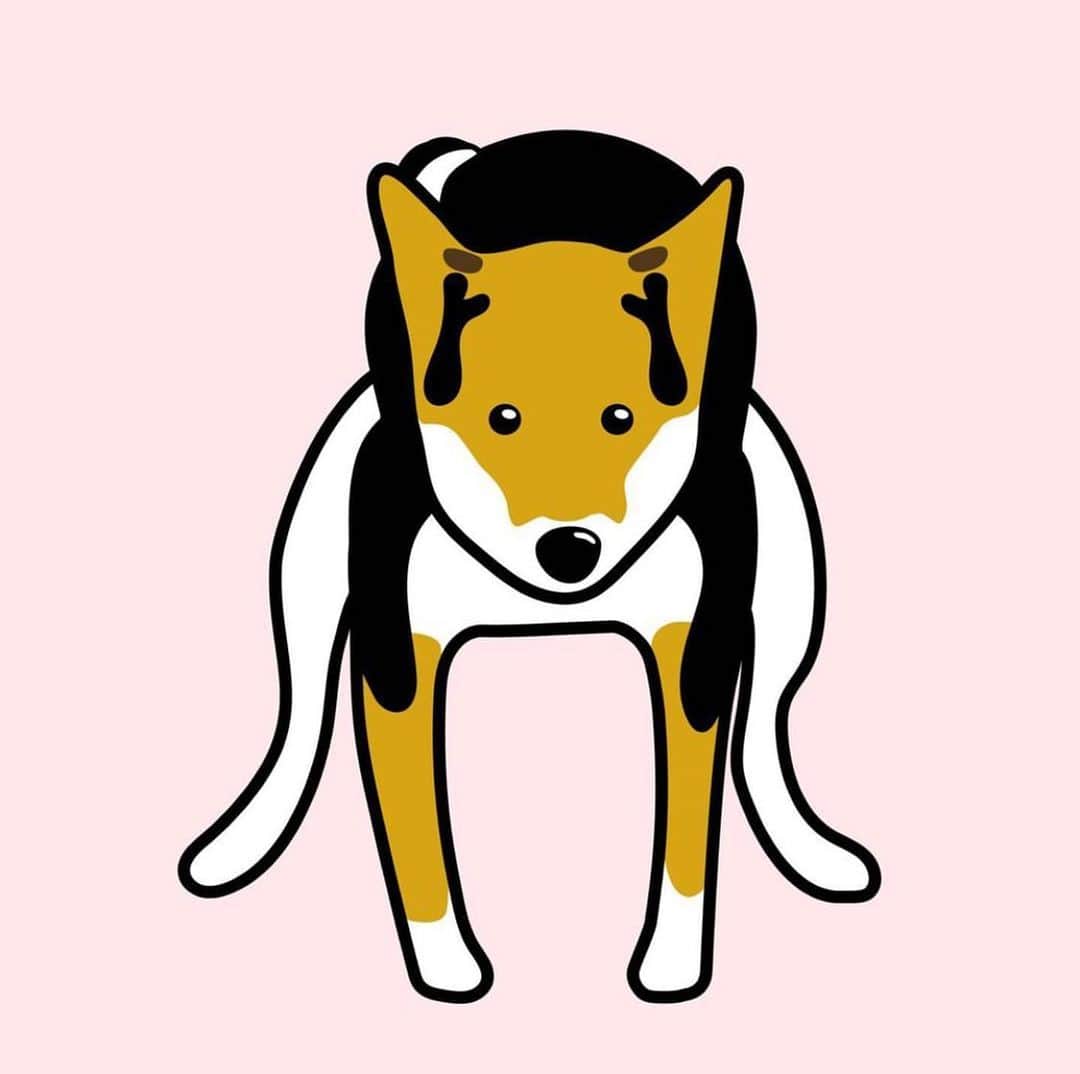 Dogfactoryのインスタグラム：「三毛柴のケケちゃん。 小さい頃は黒柴だったけど 成長したら三毛柴になったんだって。 このイラストはウンピーポーズ。  #三毛柴  #柴犬  #日本犬」