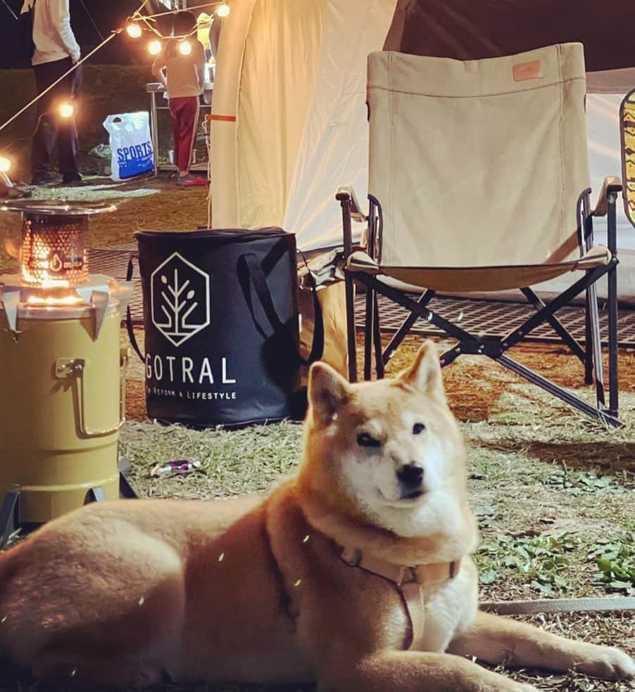Coffeeのインスタグラム：「網美露營咖啡 #coffee_and_apple #12歲咖啡 #shibainu #柴犬」