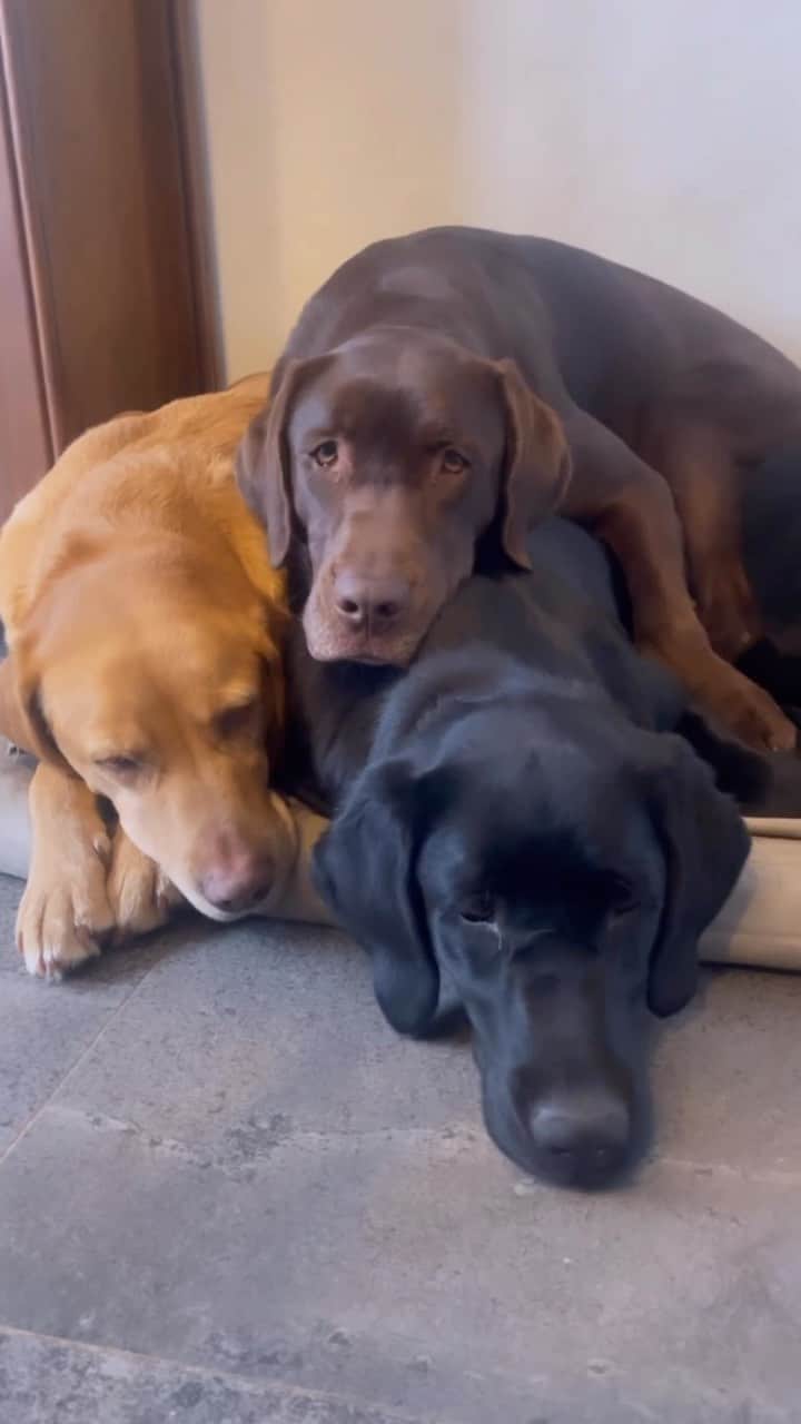 World of Labradors!のインスタグラム：「What a puppy pile! 😍 - @blacklabfreddy」