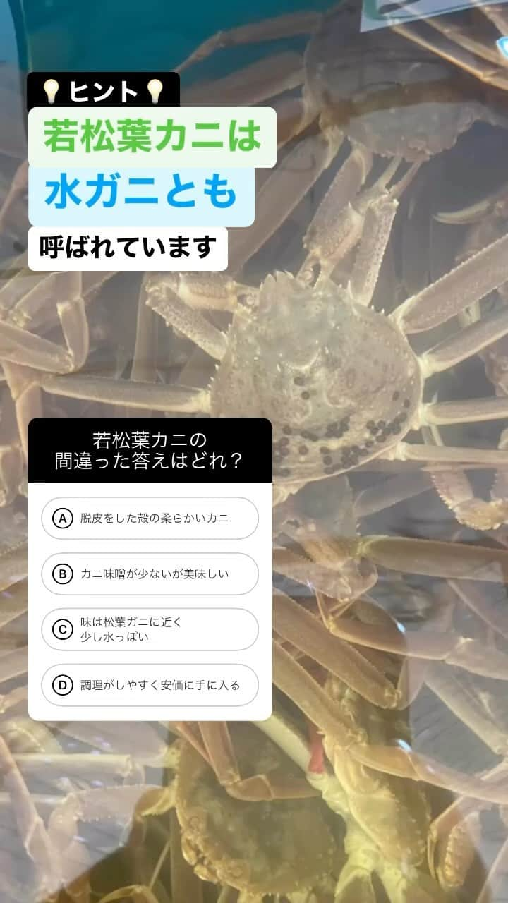 朝市広場のインスタグラム：「皆さん久々のクイズの時間です⋆⸜💡⸝⋆ 松葉ガニは皆さんよくご存知だと思いますがこちらの若松葉カニはご存知ですか？🤔 間違っているもの以外は正解なので新しい知識を3つ！！ 覚えて頂いて購入を検討してみてください✨  #かに #松葉がに #セコガニ #柴山がに  #かに刺し #浜坂ガニ #津居山蟹 #香箱ガニ  #ズワイガニ  #かにしゃぶ #かにすき #記念撮影 #贈り物  #かに料理 #城崎温泉 #商品紹介  #湯楽 #朝市広場 #カニと撮影できます #カニ好きと繋がりたい #全国宅配 #ネット通販 #japan #kinosaki #trip #crab #YouTube」