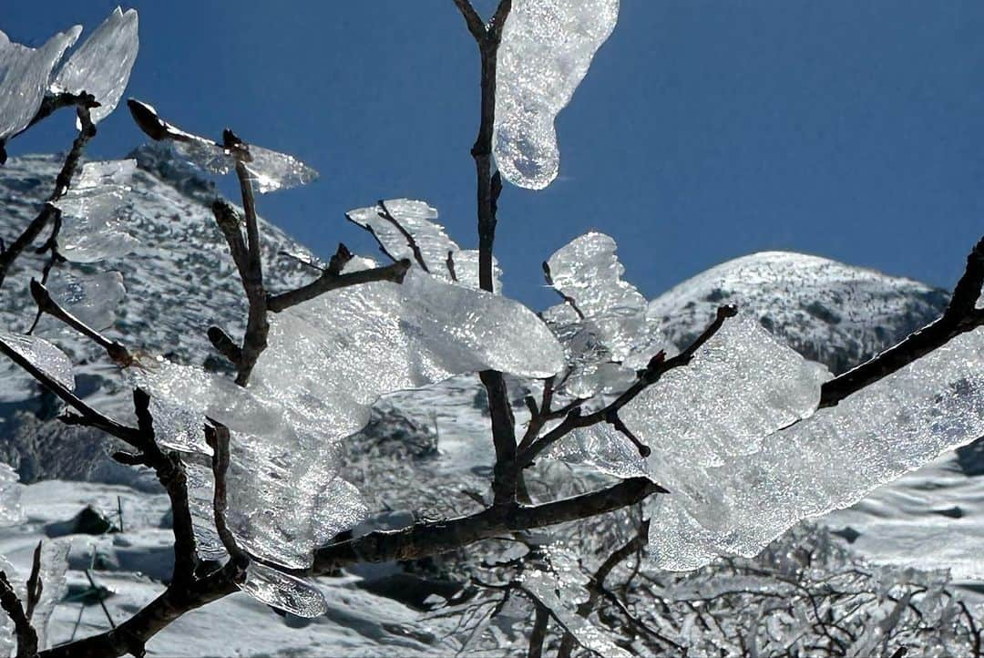 清浦夏実さんのインスタグラム写真 - (清浦夏実Instagram)「2/22厳冬期・東天狗岳。 今季初の雪山。文句なしの晴天。風も強くなく、絶好の登山日和だ。 今回は渋ノ湯登山口から入山。気温はマイナス7度ほど。ザクザク、ギュッギュ、とアイゼンが雪を刺す。人気の山だからか、よく人が通っていて道のコンディションも悪くない。  コースタイム通りに黒百合ヒュッテに到着。トイレも施設もとても綺麗で、人気な理由がよく分かる。ここで少し早い昼食を頂く。名物のビーフシチューは、ゴロッとした具材と深い味わい。テラス席でこれから登る雪山を眺めながら頂き、贅沢な時間を過ごした。  必要のない道具は黒百合ヒュッテにデポ。ハードシェルやバラクラバを装着し、身軽なフル装備で稜線に出た。木々には氷が下がり、ステンドグラスのようだった。雪の白と、空の深い青しか視野に入らない。凍った雪がキラキラと光り、サングラス越しでも照り返しが強かった。  森林限界を超え、急斜面に差し掛かったあたりで少し怖くなった。滑落すれば止まれないだろう。ピッケルを刺しながら慎重に登っていく。アドレナリンが出ているからか、靴擦れを起こしていたが痛くないし、こんなところで止まりたくない。しかし帰りは大丈夫だろうか。進みたい気持ちと、戻った方がいいのか、判断が難しかった。結局のところ、怖いと思った箇所を超えたら特に不安のない道となり、そこからはぐんぐんと進み、無事登頂出来た。  パノラマの雪山の景色、空には雲ひとつなく、宇宙に近い色をしていた。大袈裟に聞こえるかもしれないが、こんな景色を見るために生まれてきたのかもしれない。そう思うくらい美しさに感動した。  西天狗岳にも行きたかったが、恐怖心を省みて、今回は見送り下山することにした。下りはコースタイムの2倍のペースで下山し、何の問題もなかった。経験や、自力が分からない時、時間に余裕を持ちながら慎重に行動して悪いことはないように思う。黒百合ヒュッテには麦草峠方面から入山し、テント泊をしにまた来たい。  温泉で緊張と筋肉をほぐし、馬刺しとそばを食べて帰路に着いた。実に楽しい1日だった。  #登山 #雪山 #トレッキング #八ヶ岳 #東天狗岳 #黒百合ヒュッテ #ビーフシチュー #ハードジェル #houdini #arcteryx #petzl #blackdiamond #trecking #清浦夏実 #TWEEDEES #登山女子 #登山好きな人と繋がりたい #登山飯 #山小屋」2月28日 14時03分 - kiyo_723