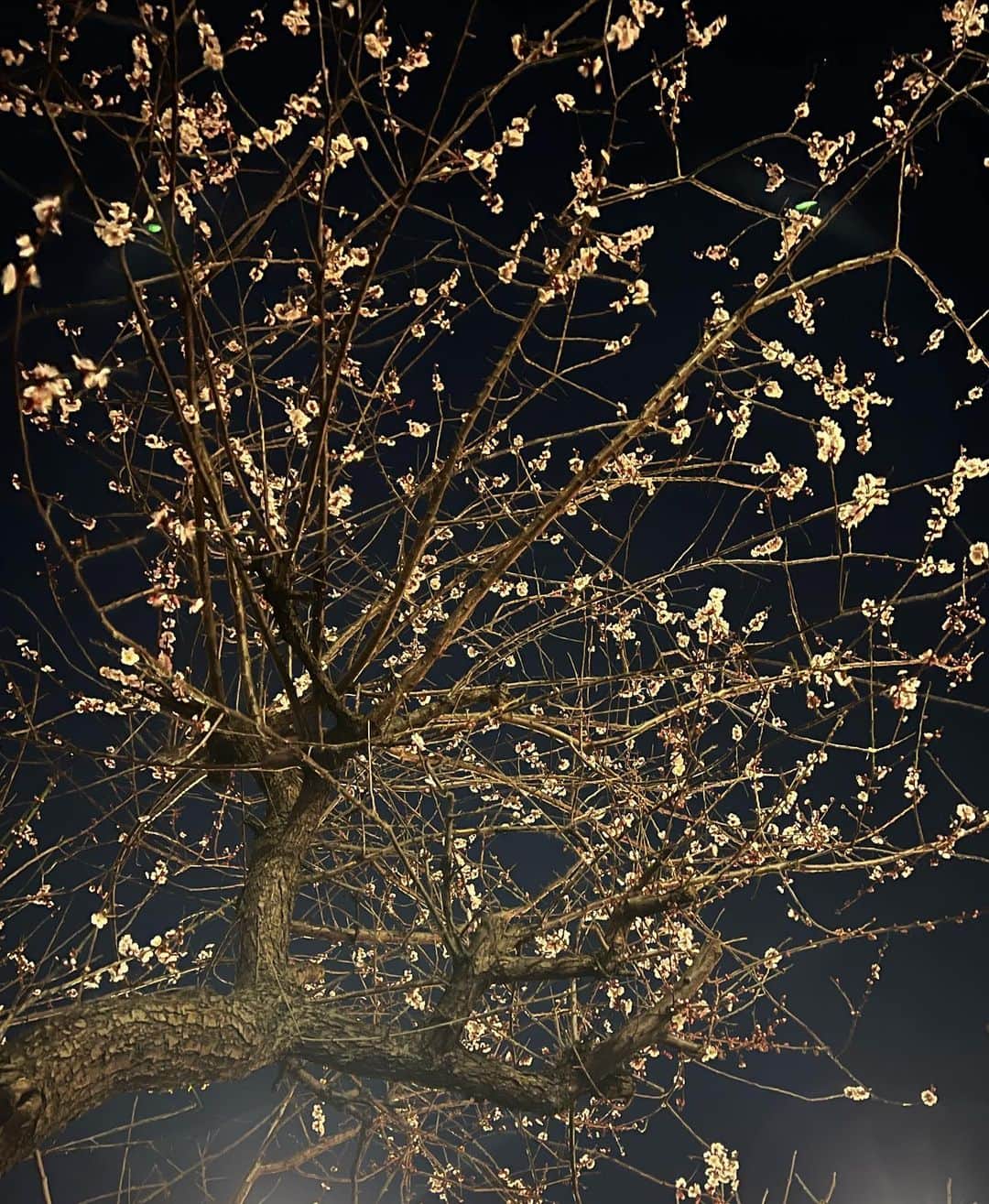 ジニョン さんのインスタグラム写真 - (ジニョン Instagram)「벚꽃이.. #진영 #벚꽃」2月28日 14時16分 - jinyoung0423