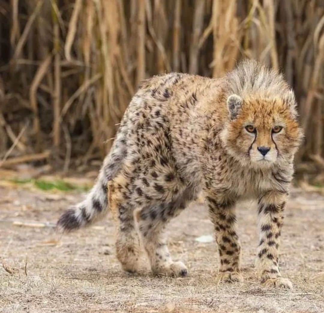 Arat hosseiniさんのインスタグラム写真 - (Arat hosseiniInstagram)「#Pirouz is an Asiatic #cheetah born on 1 May 2022. The child of two Asiatic cheetahs named “Iran" and " #Firuz ", #Pirouz is the only surviving cub of the three that were born. He was one of the last remaining Asiatic cheetahs in the world, and died after suffering from acute kidney failure. IRANIAN KNOWLEDGE Liiranianknows 💔 #iran #پیروز یک #یوزپلنگ آسیایی متولد 1 اردیبهشت 1401 است. فرزند دو یوزپلنگ آسیایی به نام های « #ایران » و « #فیروز »، پیروز تنها توله بازمانده از این سه #یوز متولد شده است. او یکی از آخرین #یوزپلنگ آسیایی باقی مانده در  جهان و پس از ابتلا به نارسایی حاد کلیه درگذشت.」2月28日 14時44分 - arat.gym