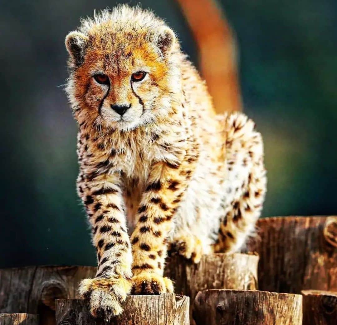 Arat hosseiniのインスタグラム：「#Pirouz is an Asiatic #cheetah born on 1 May 2022. The child of two Asiatic cheetahs named “Iran" and " #Firuz ", #Pirouz is the only surviving cub of the three that were born. He was one of the last remaining Asiatic cheetahs in the world, and died after suffering from acute kidney failure. IRANIAN KNOWLEDGE Liiranianknows 💔 #iran #پیروز یک #یوزپلنگ آسیایی متولد 1 اردیبهشت 1401 است. فرزند دو یوزپلنگ آسیایی به نام های « #ایران » و « #فیروز »، پیروز تنها توله بازمانده از این سه #یوز متولد شده است. او یکی از آخرین #یوزپلنگ آسیایی باقی مانده در  جهان و پس از ابتلا به نارسایی حاد کلیه درگذشت.」