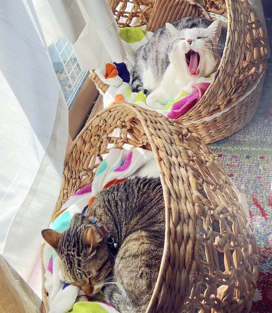 藤純さんのインスタグラム写真 - (藤純Instagram)「All cats' main job.」2月28日 15時25分 - fujijunrox