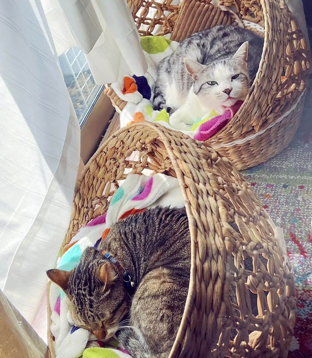 藤純さんのインスタグラム写真 - (藤純Instagram)「All cats' main job.」2月28日 15時25分 - fujijunrox