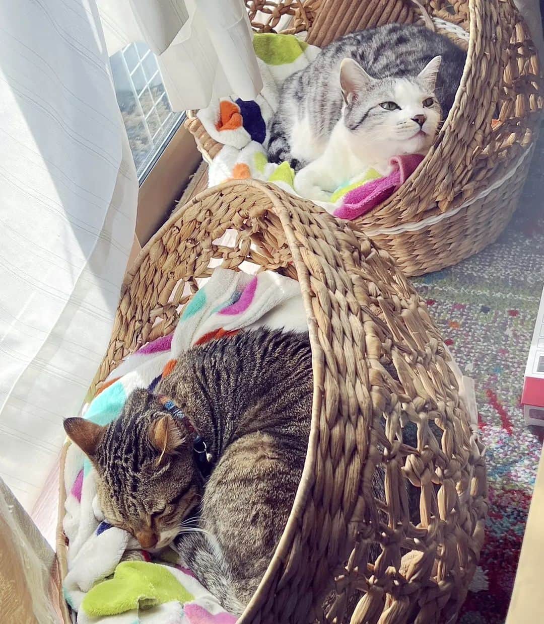 藤純のインスタグラム：「All cats' main job.」
