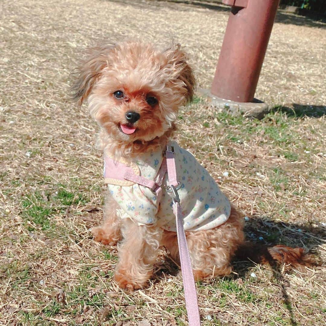春瀬なつみのインスタグラム：「. 今日は暖かいね。 最近笑顔が増えて表情が豊かになってきたすずめ。 #なぴすず」