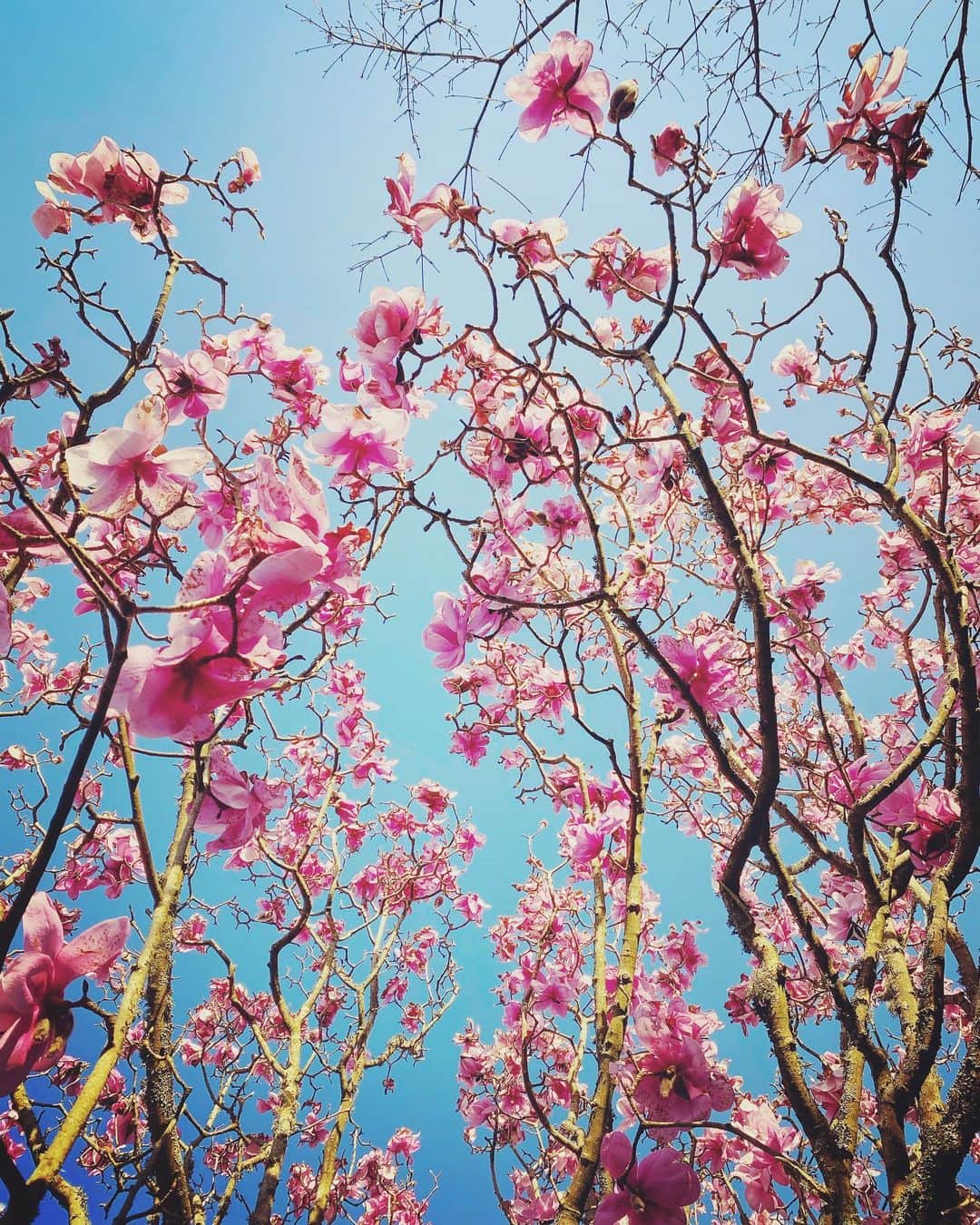 Tea and sittingのインスタグラム：「Morning magnolia immersion…」