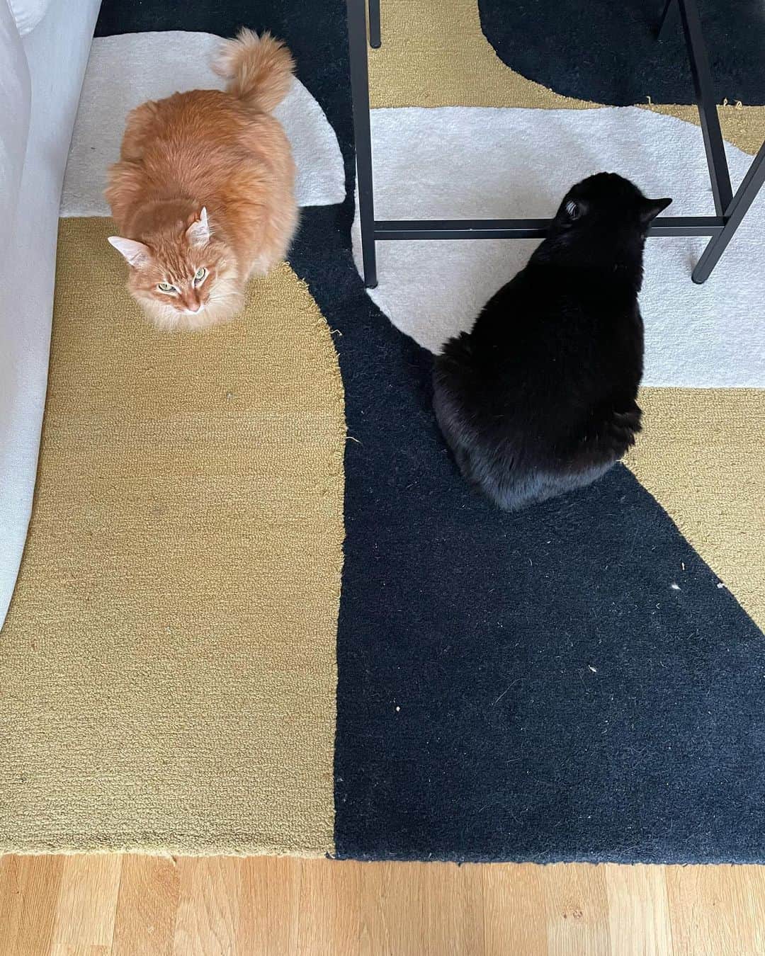 猫沢エミさんのインスタグラム写真 (猫沢エミInstagram)「今朝のパリはマイナス2℃🥶 春が来たかと思うべな……な日もあったのだけど