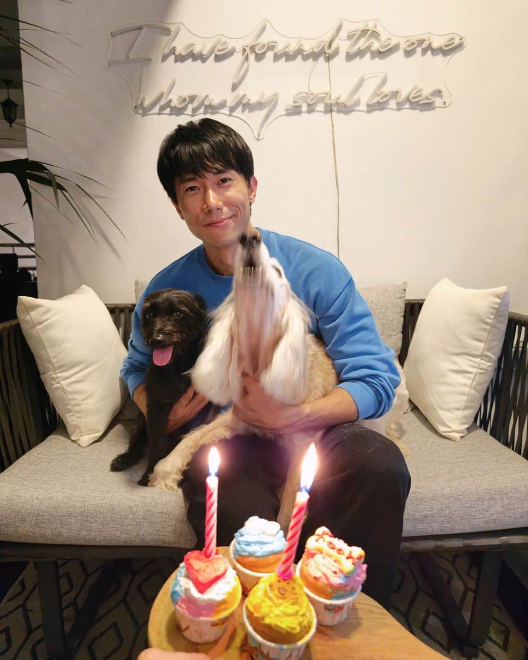 デスモンド・タンのインスタグラム：「Celebrated Udon's 7th woofday together with Hoshi's super belated 13th woofday last night! Look who is singing his own birthday song. 🤣 生日快乐, 我的两个宝贝！  A quick celebration before I start travelling again for work. I'm gonna miss them sooooooo much!   #hoshitan #udontan 陈河獅 ＃陈乌东 #englishcockerspaniel #consideradoption」