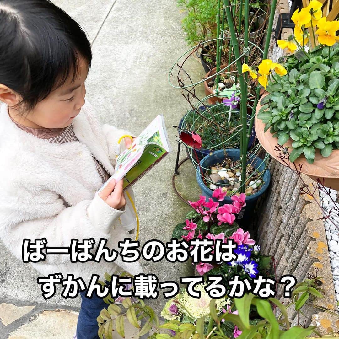 makikoさんのインスタグラム写真 - (makikoInstagram)「❤︎ 学研の『たいけんポケット』の4月号をお試しさせてもらいました🌼😆  ドリルやワークはなくて、近所の公園やお家での遊び…日常を特別な体験に変える教材がいっぱいつまってるの👏🏻  2人のお気に入りは、ふしぎかんさつキット✨ ここにバッタ入れて観察したら楽しいやろな〜🤭 今はまだ虫もいないから、お家にあるモノを観察してる🔍  春の図鑑をじっくり読むのも楽しいよね😊 こっちゃんは今字を読むのにハマってて、いっぱい字を読める‼️と大ハリキリ🥳笑  こないだ近所の公園に行ったときも、小さな花を見つけて『なんて名前の花かな？』って興味を持ってくれるようになったよ🌟  首に図鑑をぶら下げて、春になったら植物園行きたいね〜って計画を立てました🥰🌷  ▶︎4月号は【半額】1,740円（送料無料・税込）  ※5月号以降は通常価格3,480円 （4月号の申し込みは3月15日まで） 詳細はハイライトに載せておきます🌷  #たいけんポケット #学研 #PR」2月28日 20時42分 - batako93