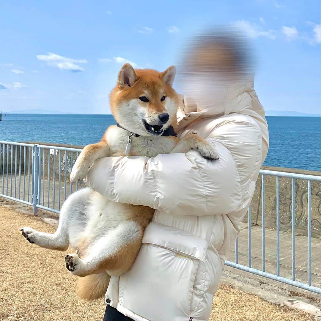 和風総分家のインスタグラム：「初！主人&コマちゃんショット🫶  海に散歩してきました♪♪♪ 今日で2月納めです🫅 3月もたくさん可愛いコマちゃんを 見せます♪♪  #こまちゃん  #和風総分家  #柴犬  #柴犬のいる暮らし」