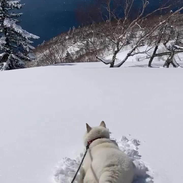 PECO いぬ部のインスタグラム