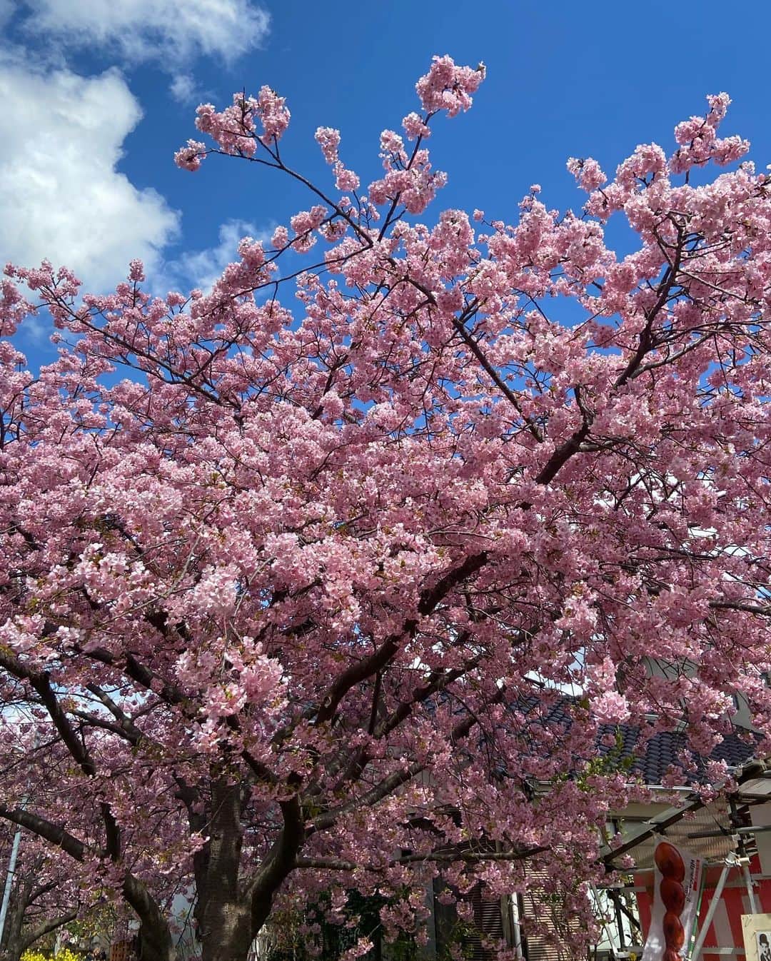 のインスタグラム：「静岡旅〜。河津桜、下田で♨️  #静岡観光  #静岡旅行  #静岡 #静岡県 #河津桜  #下田 #温泉 #温泉旅行  #林家木久蔵」