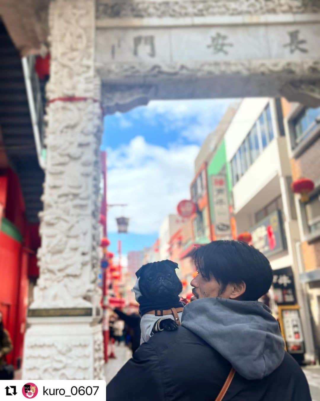 山口蛍のインスタグラム：「#Repost @kuro_0607 with @use.repost ・・・ 🐾 クロはじめての南京町🐼🏮 真ん中まで歩いたら疲れて抱っこ🤝🏻 パパはボクと一緒にこれてうれしそう( ◜ᴗ◝)← ・ #blackpug#dogstagram#doglover#블랙퍼그#퍼그#강아지산책#반려견#댕댕이#개스타그램#귀여운강아지#팔로우미#黒パグ#黒パグ部#黒パグ大好き#パグのいる生活#パグのいる暮らし#パグスタグラム#ぱぐすたぐらむ#いぬすたぐらむ#犬のいる暮らし#ぶさかわ犬#鼻ぺちゃ犬#犬見知り#甘えん坊犬#お犬様#いっぬ#いっぬすたぐらむ」